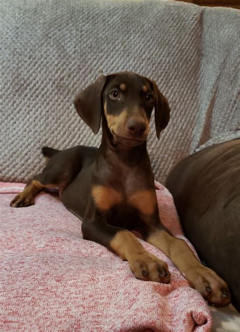 79 Red And Rust Doberman Pinscher L2sanpiero