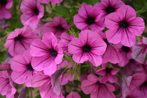 7 Most Colorful Annuals For Spring