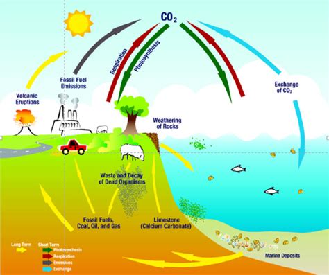El Ciclo Del Carbono Ilustrando Los Procesos Geológicos Y Biológicos