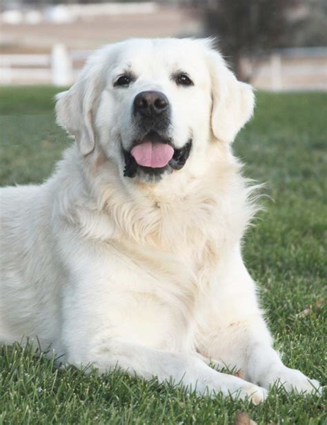 You will find golden retriever dogs and puppies for adoption in our texas listings. Pin on Golden retriever white