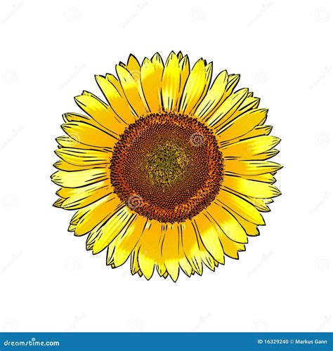 Sunflower Stock Illustration Illustration Of Beauty 16329240