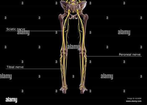 The Nerves Of The Lower Body Stock Photo Alamy