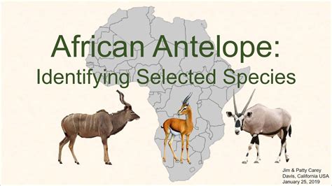 Identifying Common African Antelope Youtube