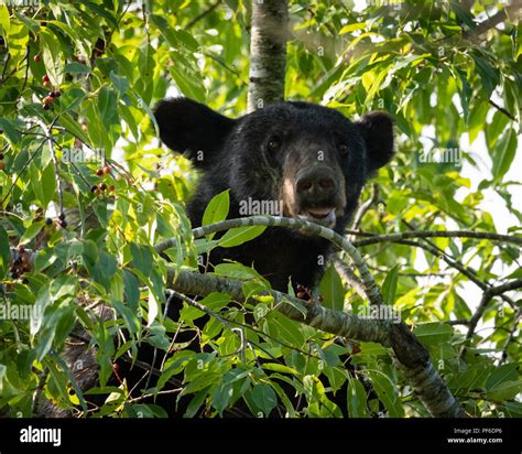 Black Bear In Cherry Tree Late Summer Great Smoky Mountain Black Bear
