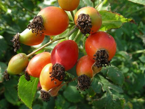 Free Images Tree Nature Berry Flower Food Produce Autumn