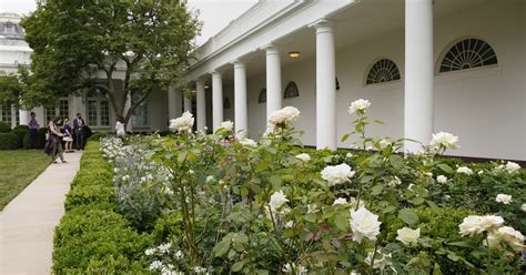 White House Garden Rose Bergdahl ~ Kadatdesigns