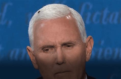 Viewers Distracted As Fly Lands On Mike Pence’s Head During Debate Aol
