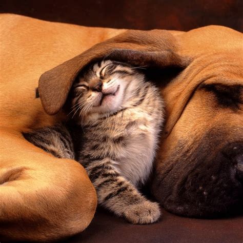 Cat And Dog Funny Wallpapers Top Free Cat And Dog Funny Backgrounds