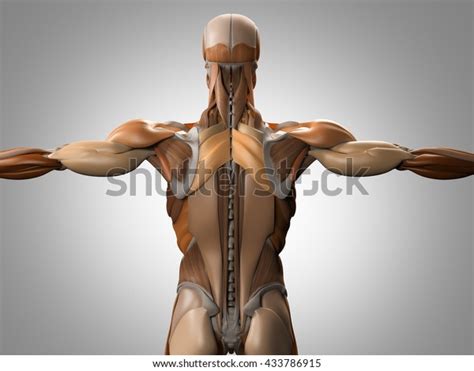 The muscles of the lower back, including the erector spinae and quadratus lumborum muscles these muscles, including the gluteus maximus and the hamstrings, extend the thigh at the hip in. Human Anatomy Torso Back Muscles 3d Stock Illustration ...