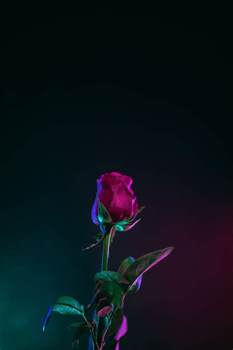 Hd Wallpaper Red Rose Flower Photo In Dark Surface Closeup