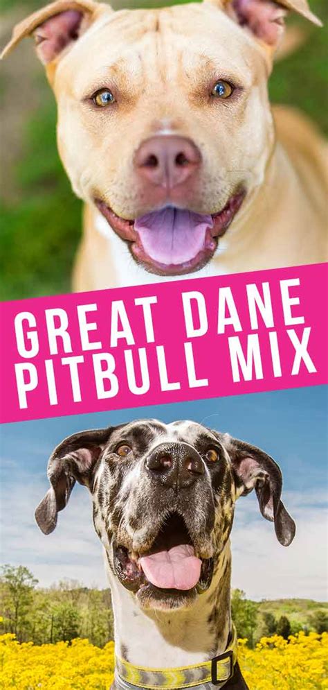Great dane pitbull crosses will vary in appearance from one puppy to the next based on what %great dane:%pitbull is present and which genes are dominant. Great Dane Pitbull Mix Breed - Discover the Pitbull Dane Dog
