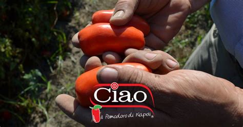 What Makes The Neapolitan Tomatoes So Special Compagnia