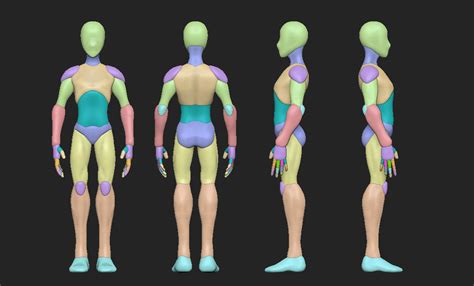 A regional study of human structure. Man anatomy body blocking 3D model | CGTrader