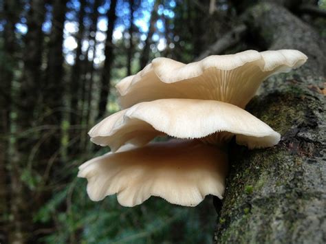 12 Of The Best Edible Mushrooms That You Can Grow At Home Garden And