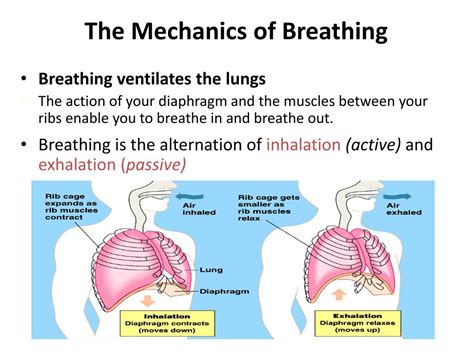 Ppt 202 The Respiratory System The Exchange Of Gases Powerpoint