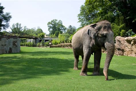 National Zoo Opens Phase I Of Elephant Trails New Home For Asian