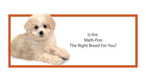 Looking at the size of the parents will often give you a good idea of the size your maltipoo puppy might become as they grow. Everything you need to know about Maltipoo puppies! (2019 ...
