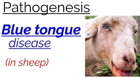 Pathogenesis Blue Tongue Disease In Sheep Fully Explained