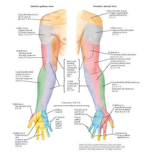Cutaneous Innervation Of Upper Limb Anatomy Anterior Palmar View