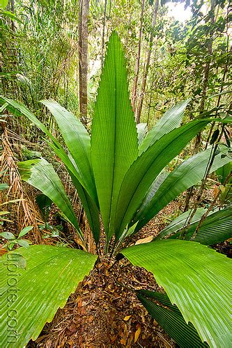 Tropical Palm Plant Johannesteijsmannia Altifrons