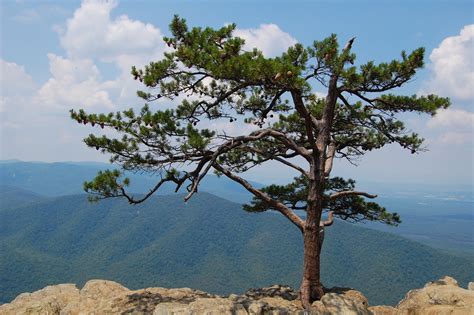 Species Spotlight Table Mountain Pine Alliance For The Chesapeake Bay