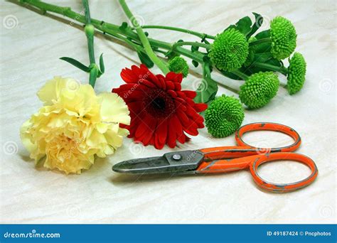Cut Flowers Stock Photo Image Of Petals Floristry Arranged 49187424