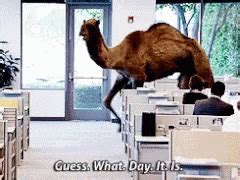 Hump Day Camel GIF Hump Day Camel Guess What Day It Is Discover Share GIFs