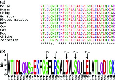 Multiple Protein Sequence Alignment Of Htt Exon 29 Multiple Protein