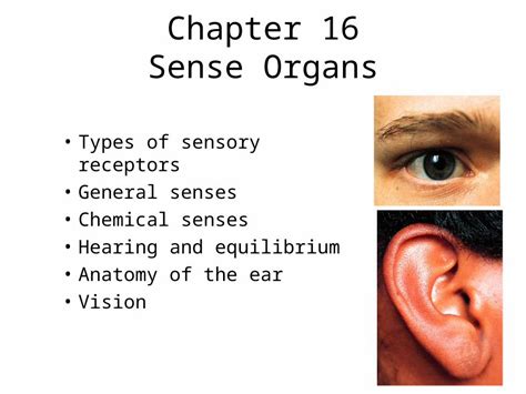 Ppt Chapter 16 Sense Organs Types Of Sensory Receptors General Senses