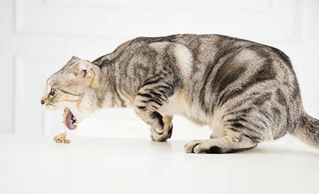 However, if you find yourself cleaning up these unpleasant wads of hair more often than once or twice a year, your cat may be at risk of health problems like intestinal blockages. 10 ways to tell clients cat vomit isnt normal