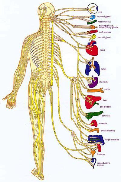 Nervous system diagram central nervous system human anatomy. Maintain proper nerve supply with chiropractic adjustments for optimal health. | Human nervous ...