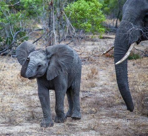 Baby Elephant In Kruger National Park Stock Image Image Of Milk