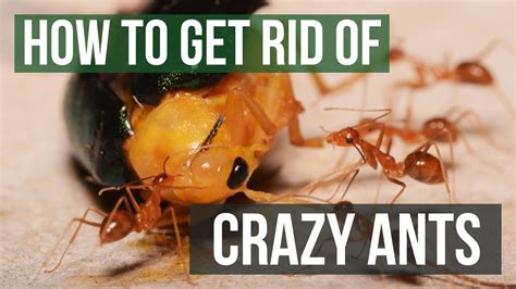 Ants can be nice as pets when they stay in their farm, but when they take over your living space it's time to seek a remedy that will rid your home of them. How to Get Rid of Raspberry Crazy Ants (Tawny Crazy Ants) | Plumbing Desk