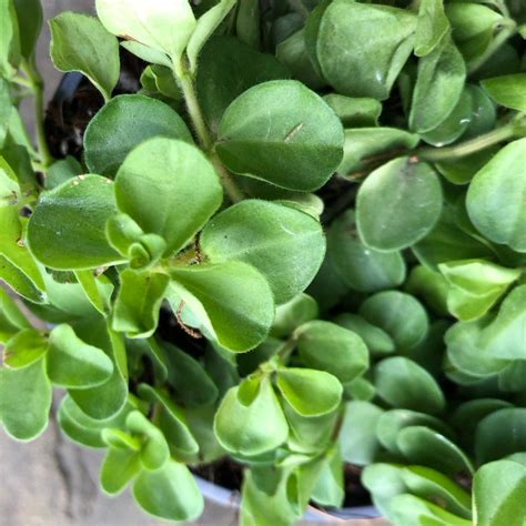 Peperomia Rotundifolia Grows Into A Hanging Plant Cutting Etsy
