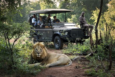 The Ultimate Guide To A South Africa Safari Experience Go2africa