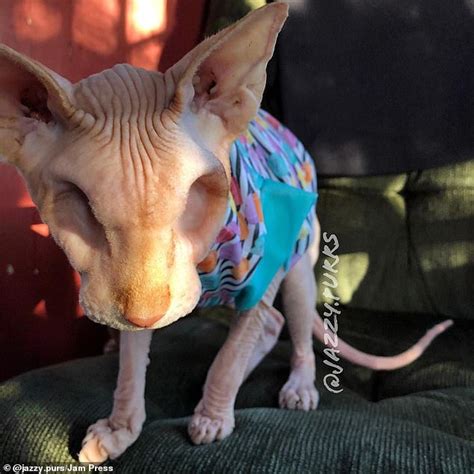 This Hairless Cat Who Had His Eyes Removed After Two Ulcers Is An