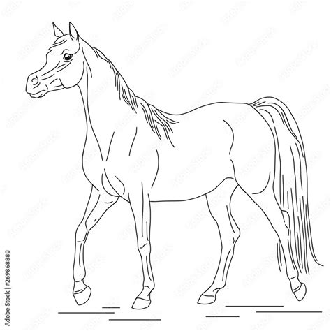 Linear Drawing Of A Walking Arabian Horse Stock Vector Adobe Stock