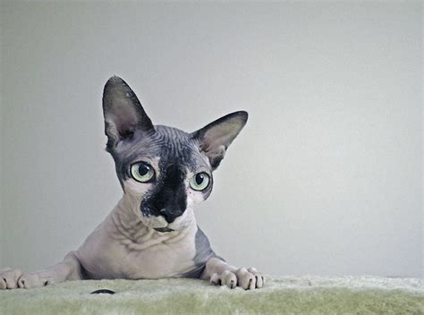 6 Fun Facts About Hairless Cats