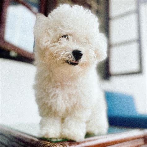 Bichon Frise Puppy Male And Female Manila Philippines Philippines Buy