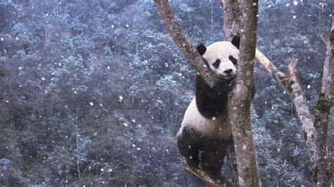 Panda Climbing Tree Bing Wallpaper Download