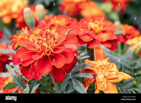 Red Orange Yellow Flowers Hi Res Stock Photography And Images Alamy