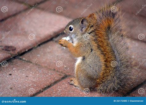 Brown Squirrel Feeding Stock Image Image Of Sitting 26172485