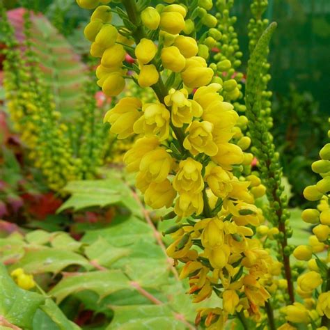 Mahonia Japonica Hivernant M N O Busy Bee Garden Centre
