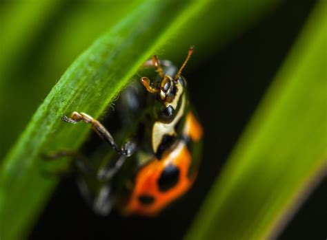 Cómo Fotografiar Insectos Para Conseguir Macros Impactantes Foto24