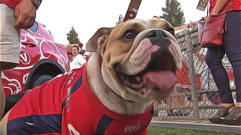 Csu fresno state by:maria honorato. Victor E. Bulldog II, Fresno State's bulldog mascot dies ...