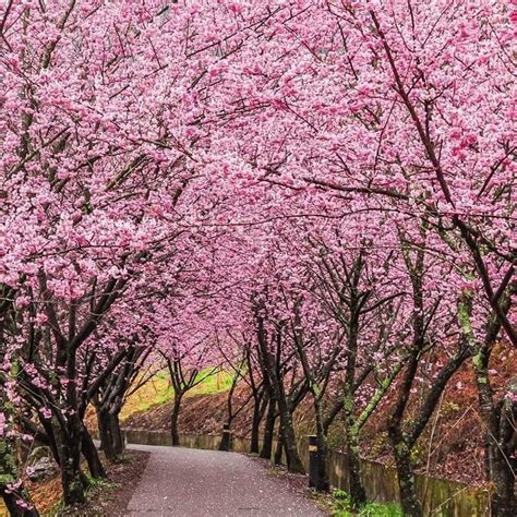5 Pink Japanese Trees Seeds Stella Cherry Tree Seeds Flowers For Planting Wealthsummary1 Seeds