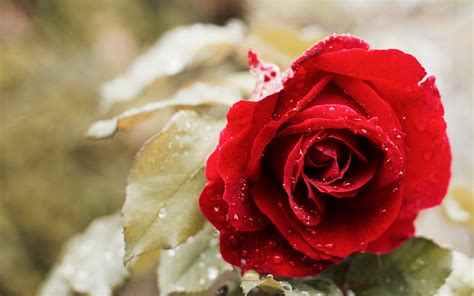 Rosa Bild Red Rose Flower Pic Free Download