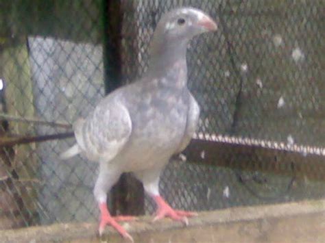 Imported Pigeons For Sale For Sale Adoption From Manila Metropolitan