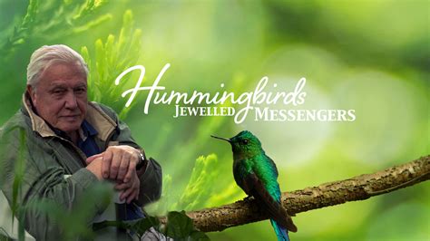 Curiosity Stream Hummingbirds Jewelled Messengers