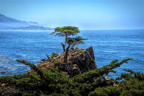 Lone Cypress After The Storm Photograph By Barbara Snyder Pixels